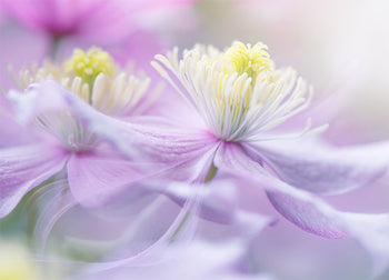 Poster - Posy