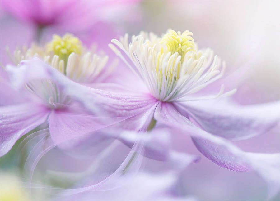 Poster - Posy