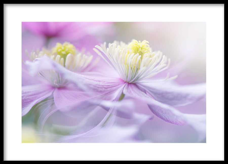 Poster - Posy