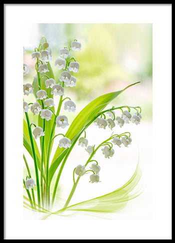 Poster - Lily of the valley