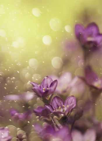 Poster - Lovelly purple