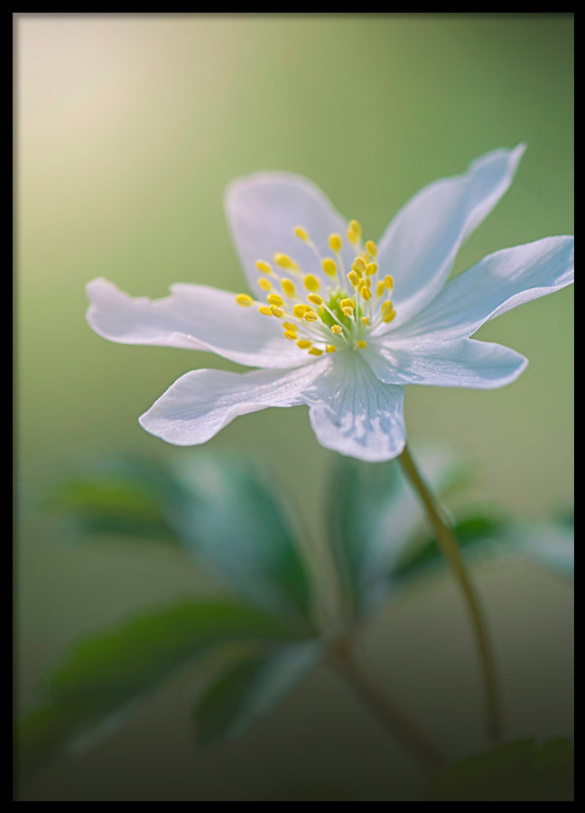 Poster - Softly
