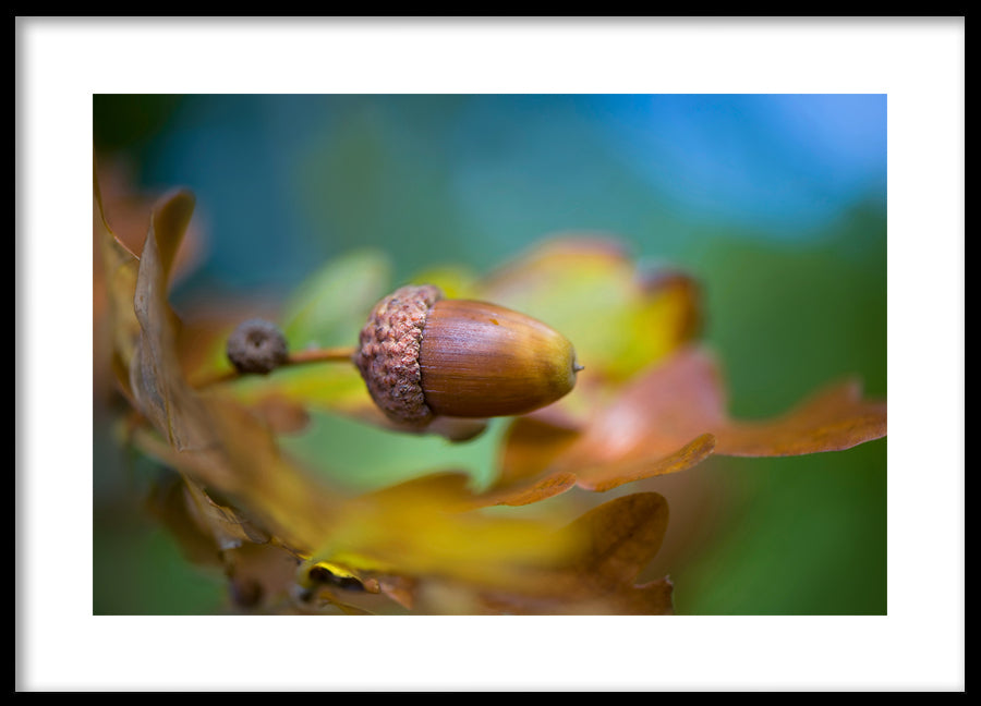 Poster - Hazelnut