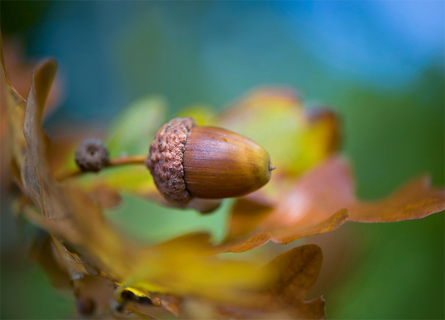 Poster - Hazelnut