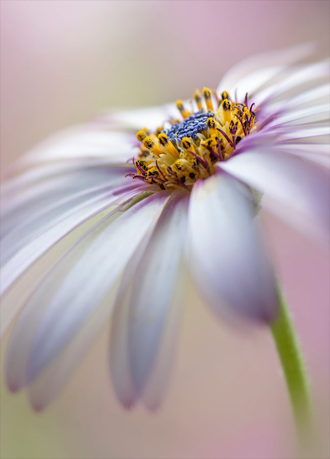 Poster - Michaelmas daisy