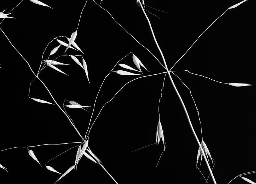 Poster - Grass