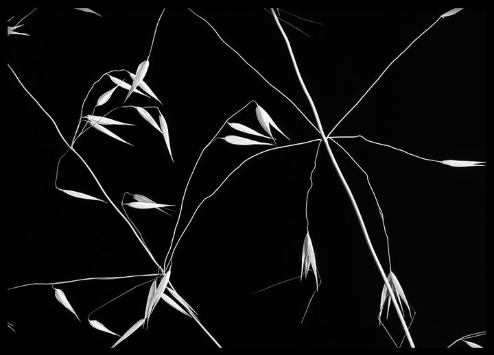 Poster - Grass