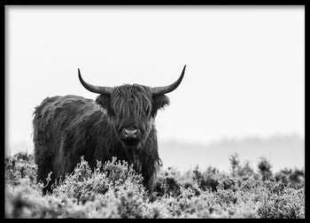 Poster - Buffalo
