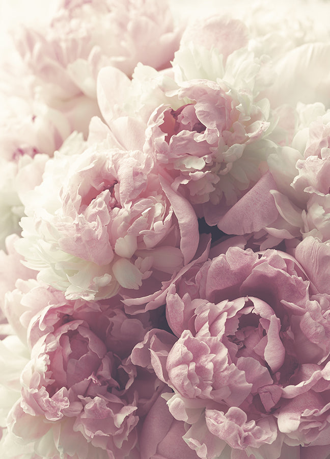 Poster - Flora