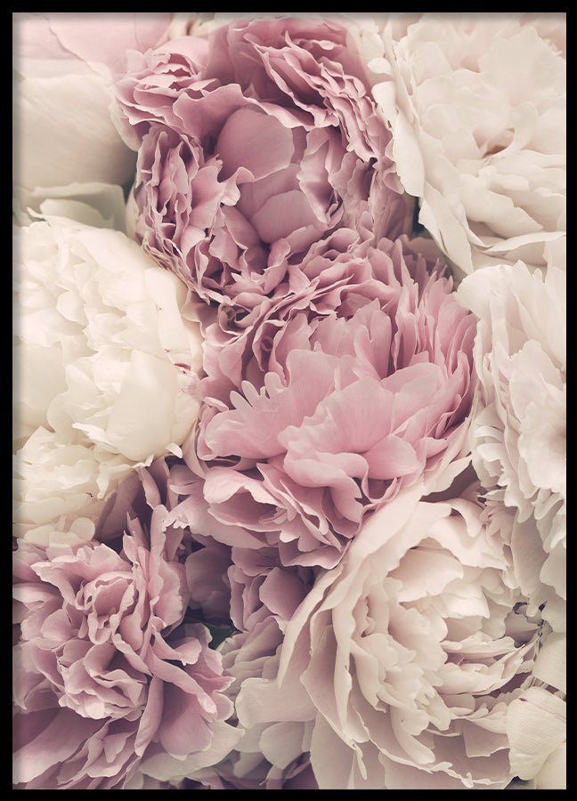 Poster - Botany