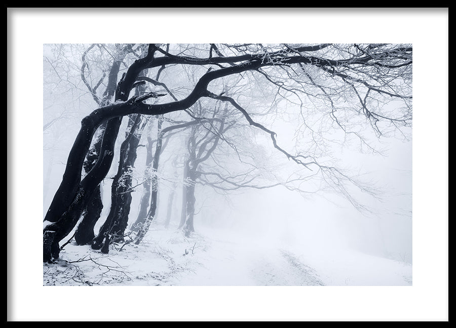 Poster - In The Winter Forest