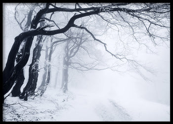 Poster - In The Winter Forest
