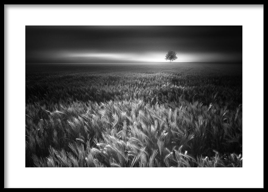 Poster - Bucolic Sunrises