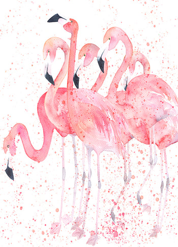 Poster - Flamingos
