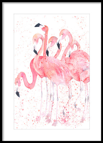 Poster - Flamingos