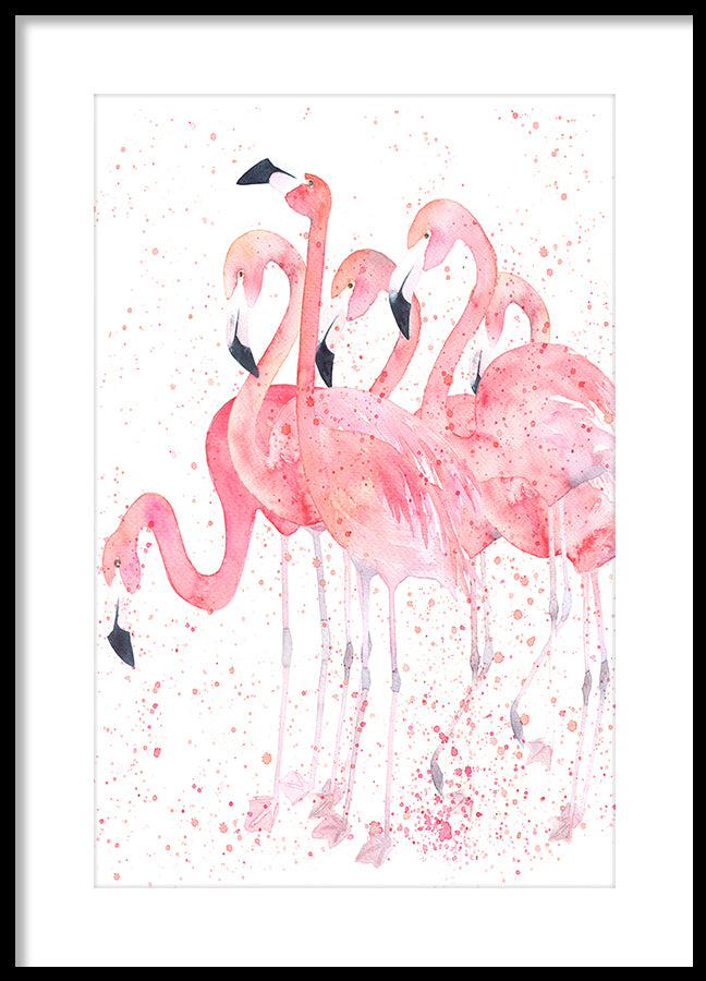 Poster - Flamingos