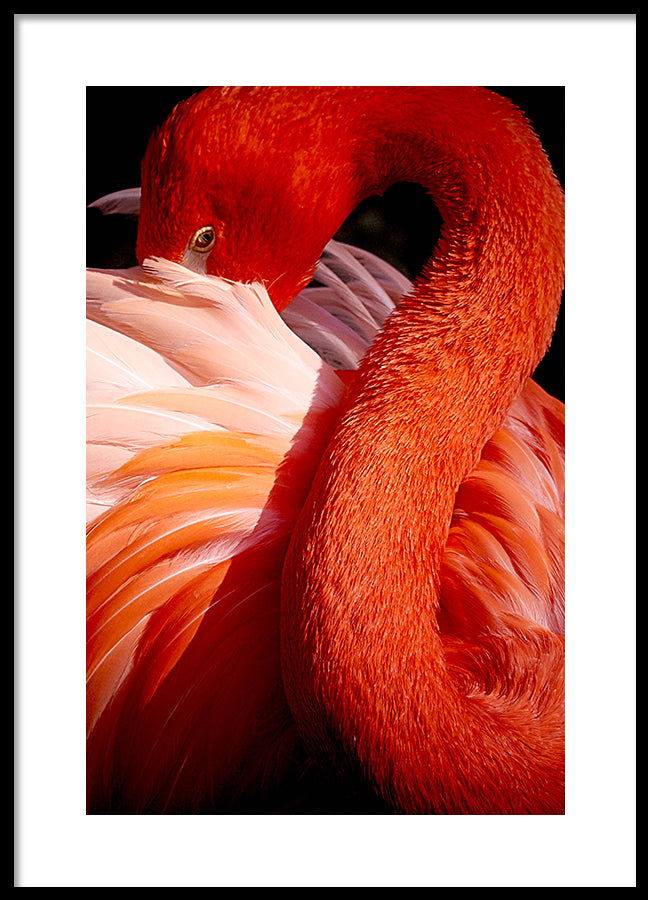 Poster - Red Swan