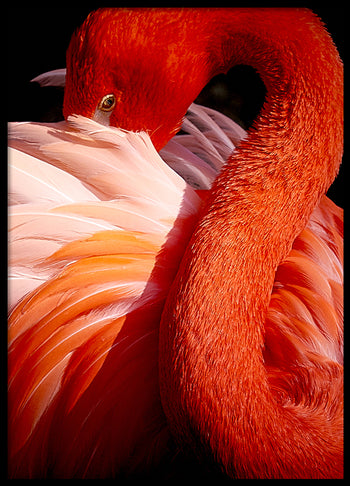 Poster - Red Swan