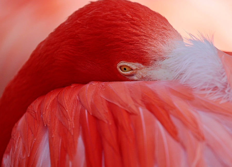 Poster - Feathers