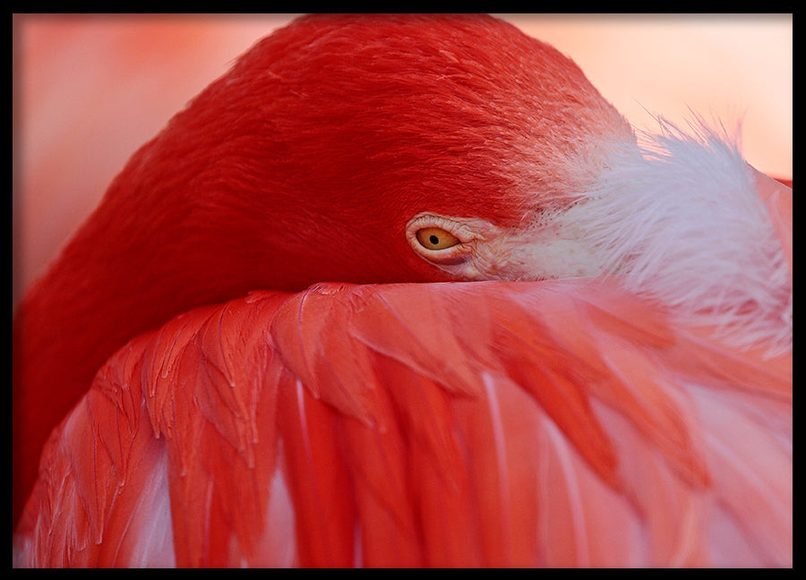 Poster - Feathers