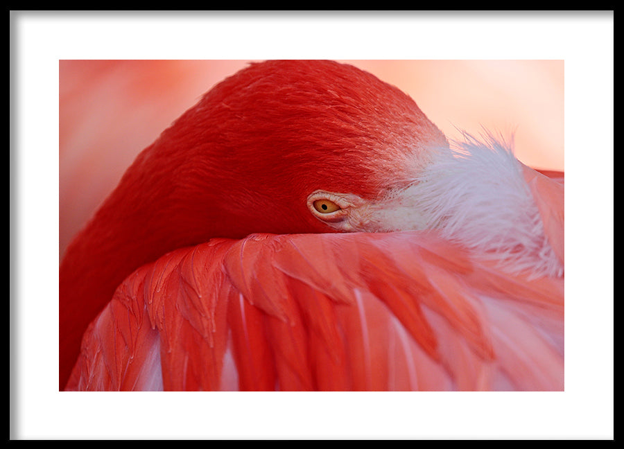 Poster - Feathers