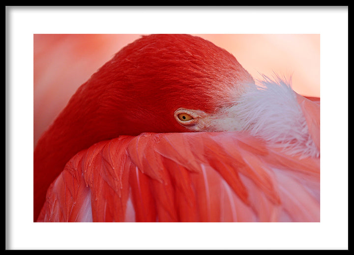 Poster - Feathers