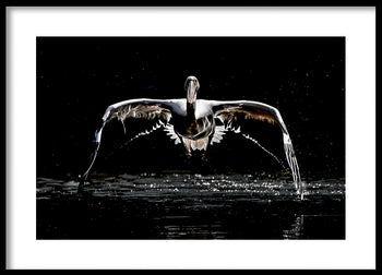 Poster - Flight