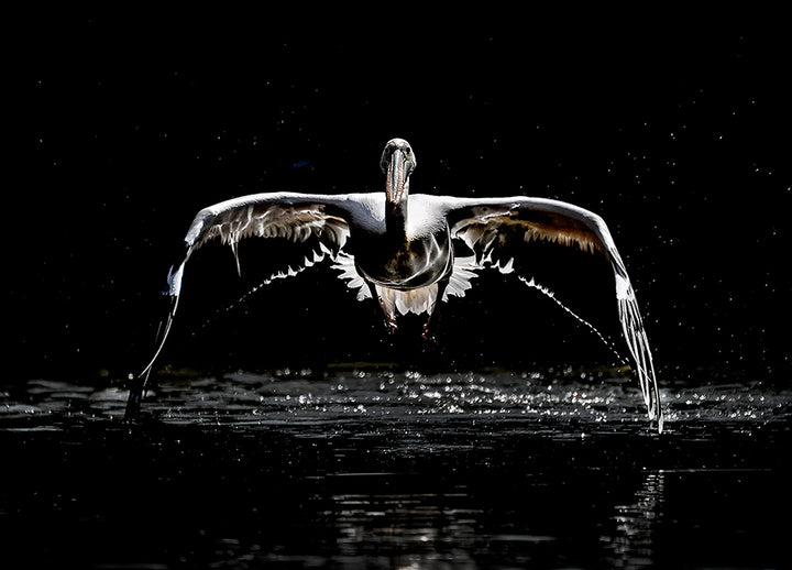 Poster - Flight