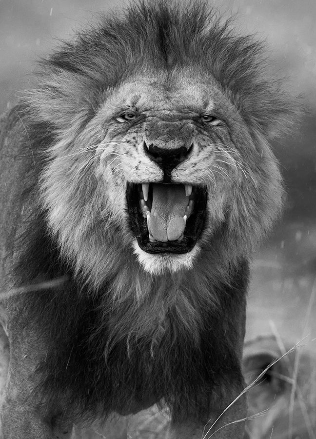 Poster - Roar