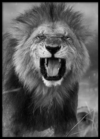 Poster - Roar