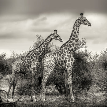 Poster - Namibia