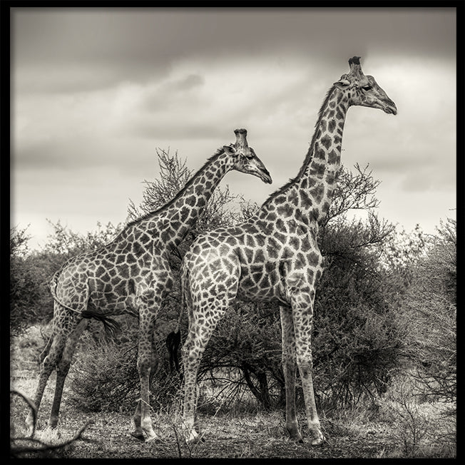 Poster - Namibia