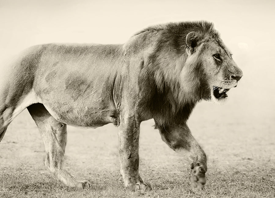 Poster - Botswana