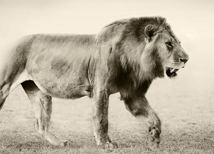 Poster - Botswana