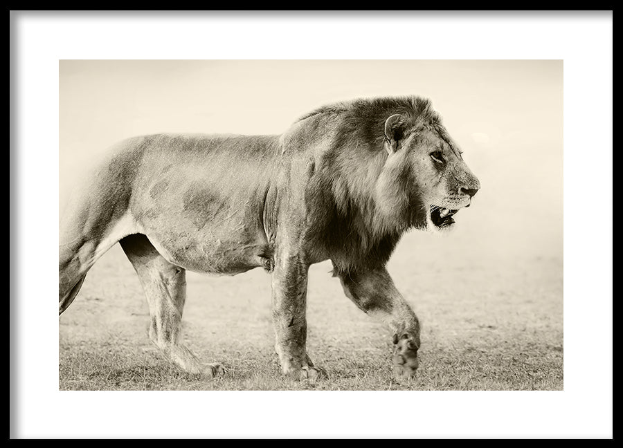 Poster - Botswana