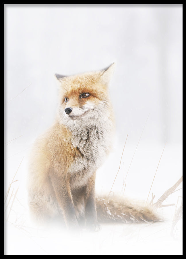 Poster - Fox In The Fog