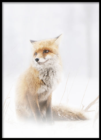 Poster - Fox In The Fog