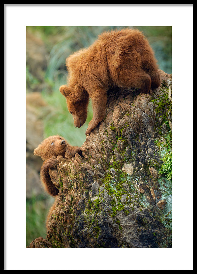 Poster - Baloo
