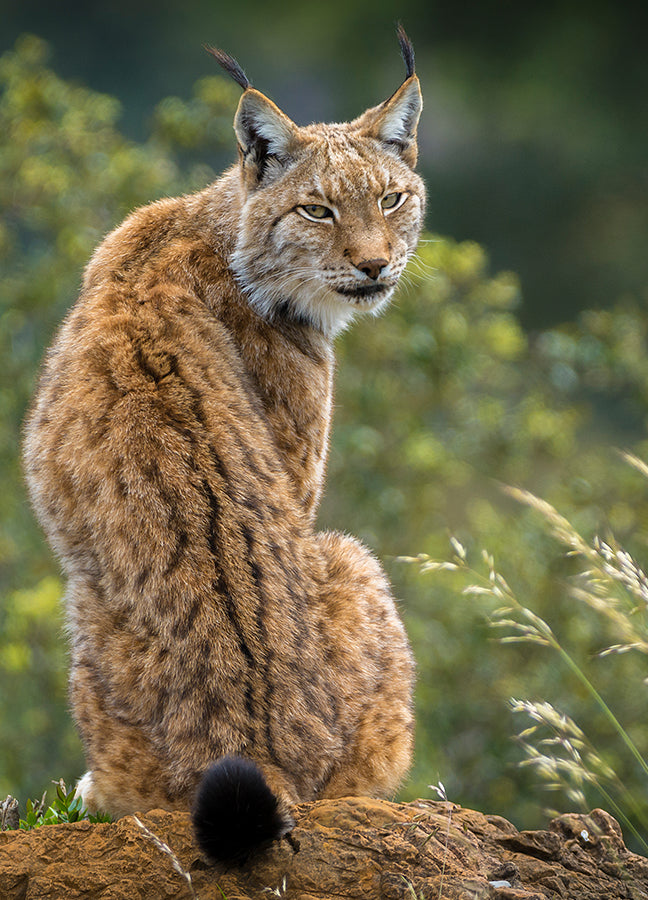 Poster - Lynx