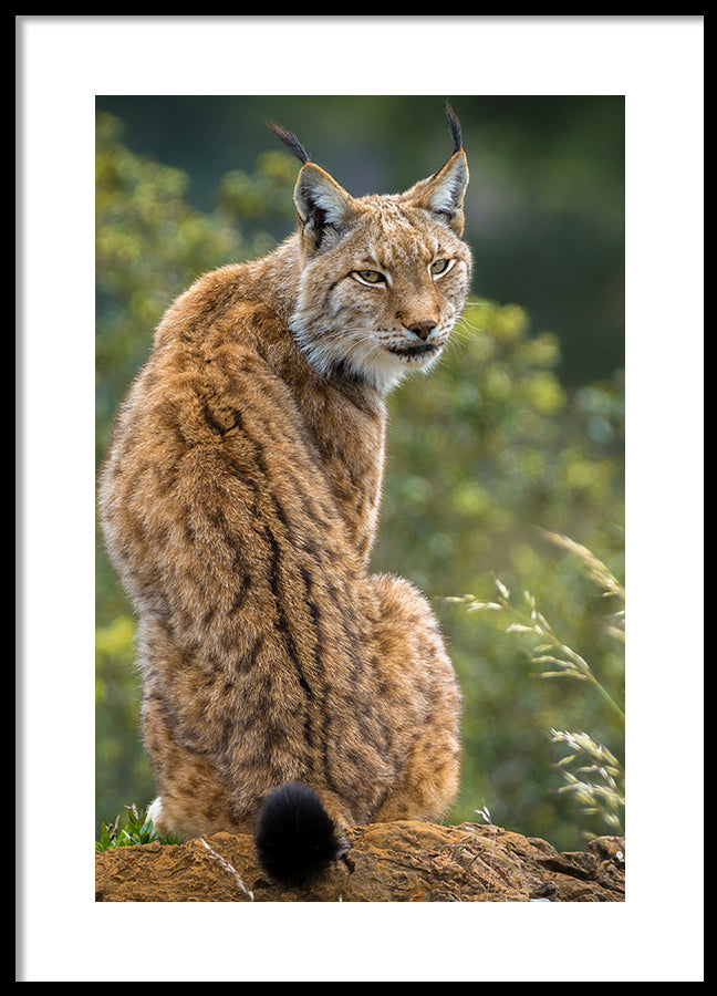 Poster - Lynx