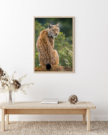 Poster - Lynx