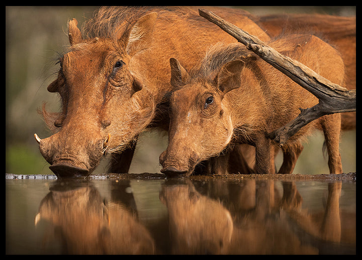 Poster - Springtime