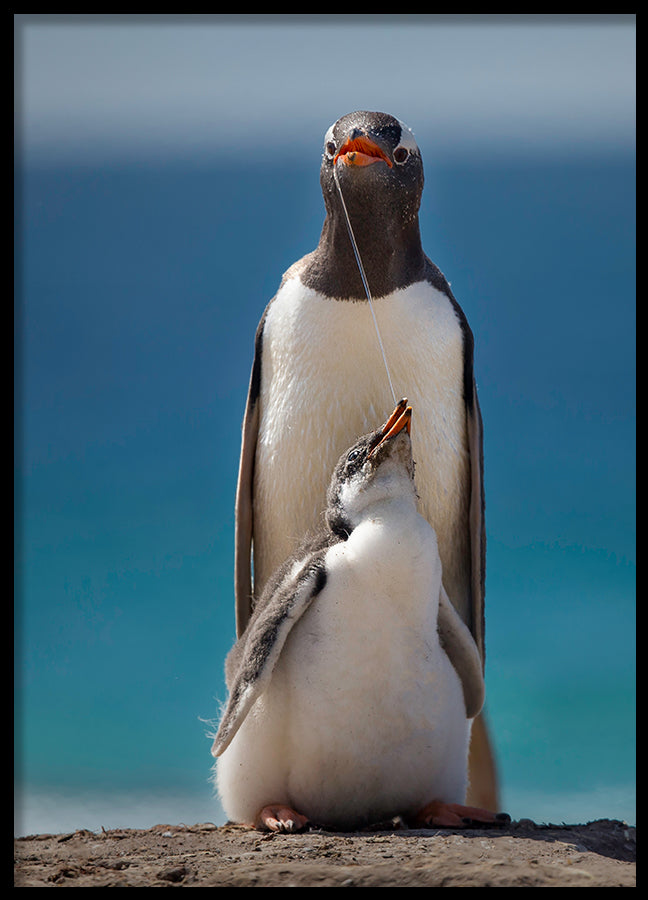 Poster - Penguin