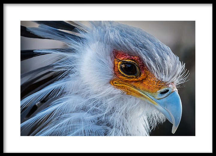 Poster - Beak