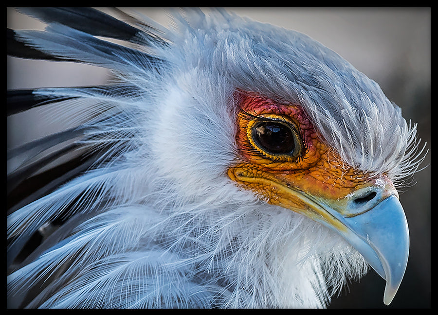 Poster - Beak