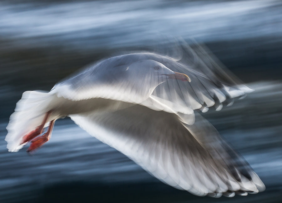 Poster - Seagull