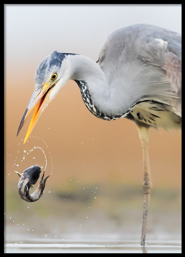 Poster - Catch