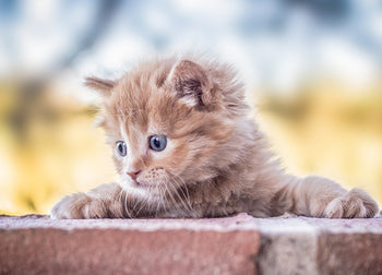 Poster - Baby Cat