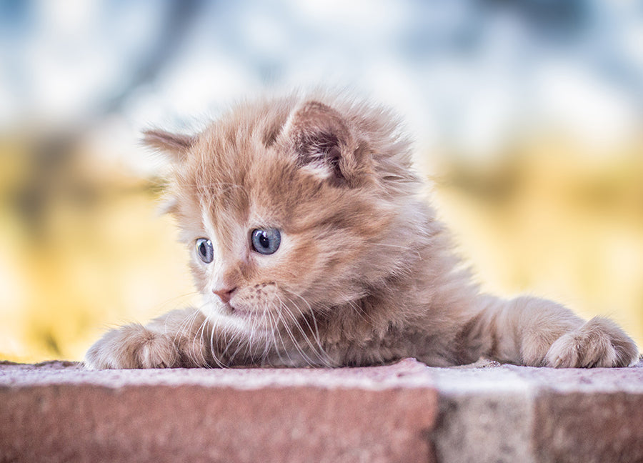 Poster - Baby Cat