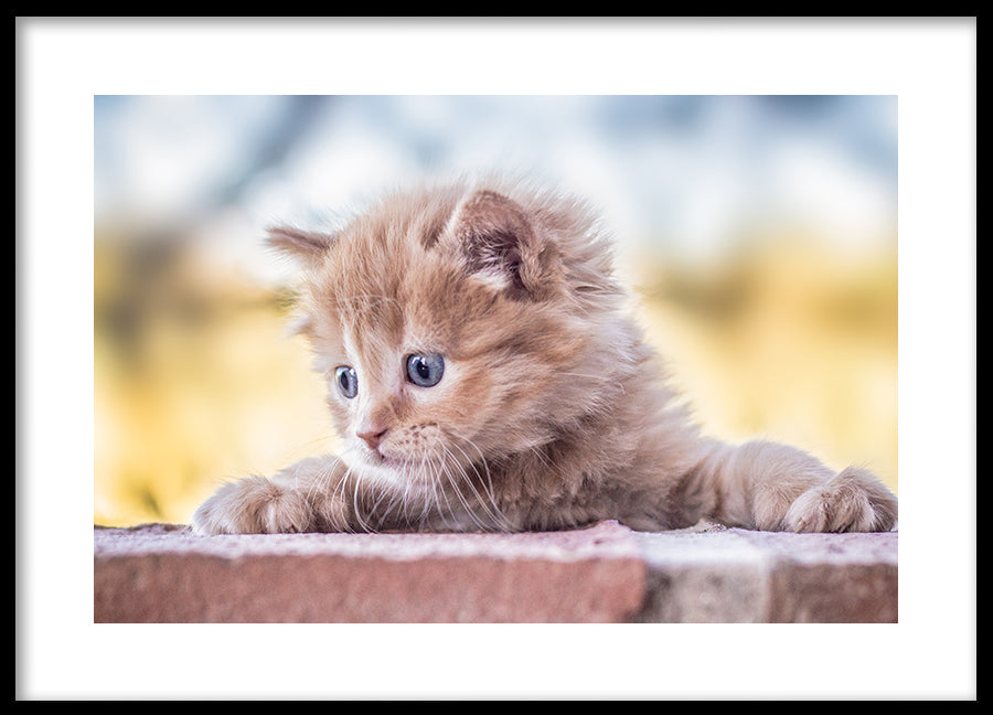 Poster - Baby Cat